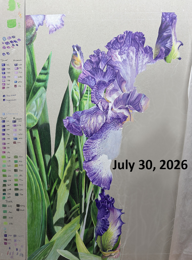 An in-progress photo of a purple iris drawing